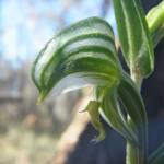Pterostylis vittata (Banded Greenhood Orchid), Ongerup WA © Terry Dunham