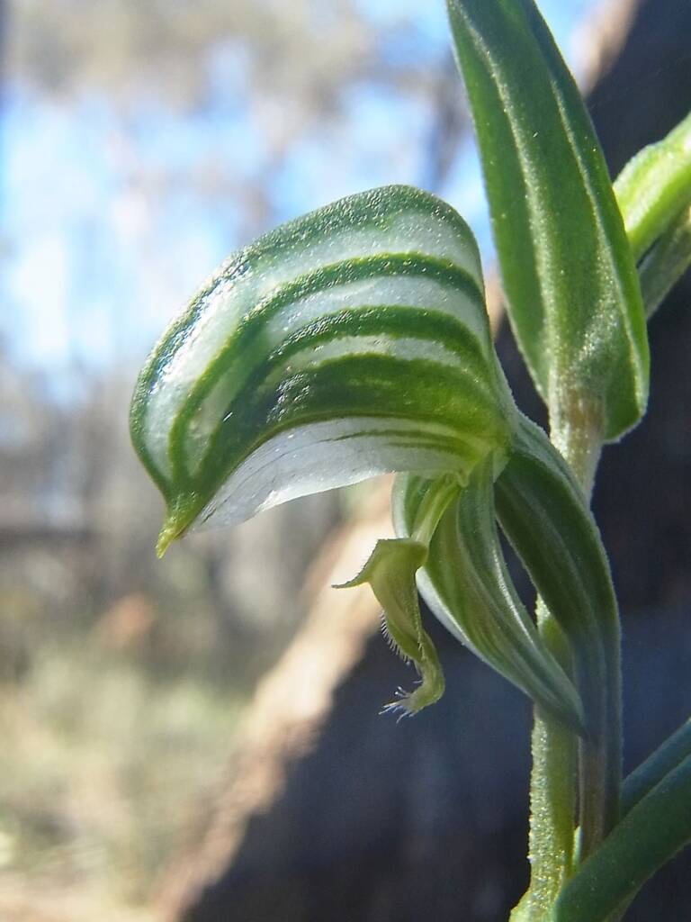 Pterostylis vittata (Banded Greenhood Orchid), Ongerup WA © Terry Dunham