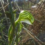 Pterostylis vittata (Banded Greenhood Orchid), Ongerup WA © Terry Dunham