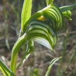 Pterostylis vittata (Banded Greenhood Orchid), Ongerup WA © Terry Dunham