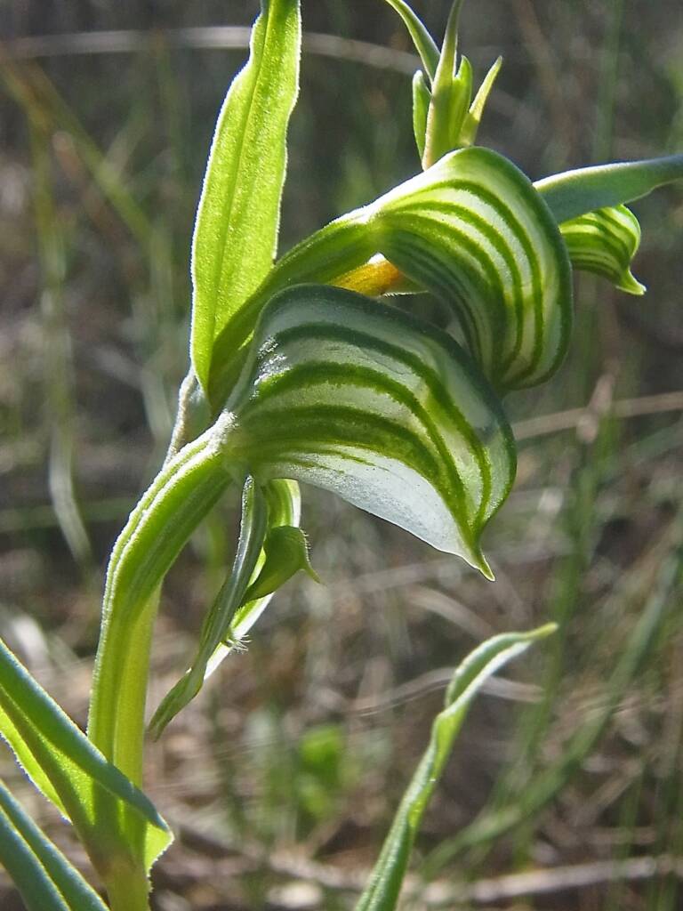 Pterostylis vittata (Banded Greenhood Orchid), Ongerup WA © Terry Dunham