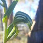 Pterostylis vittata (Banded Greenhood Orchid), Ongerup WA © Terry Dunham