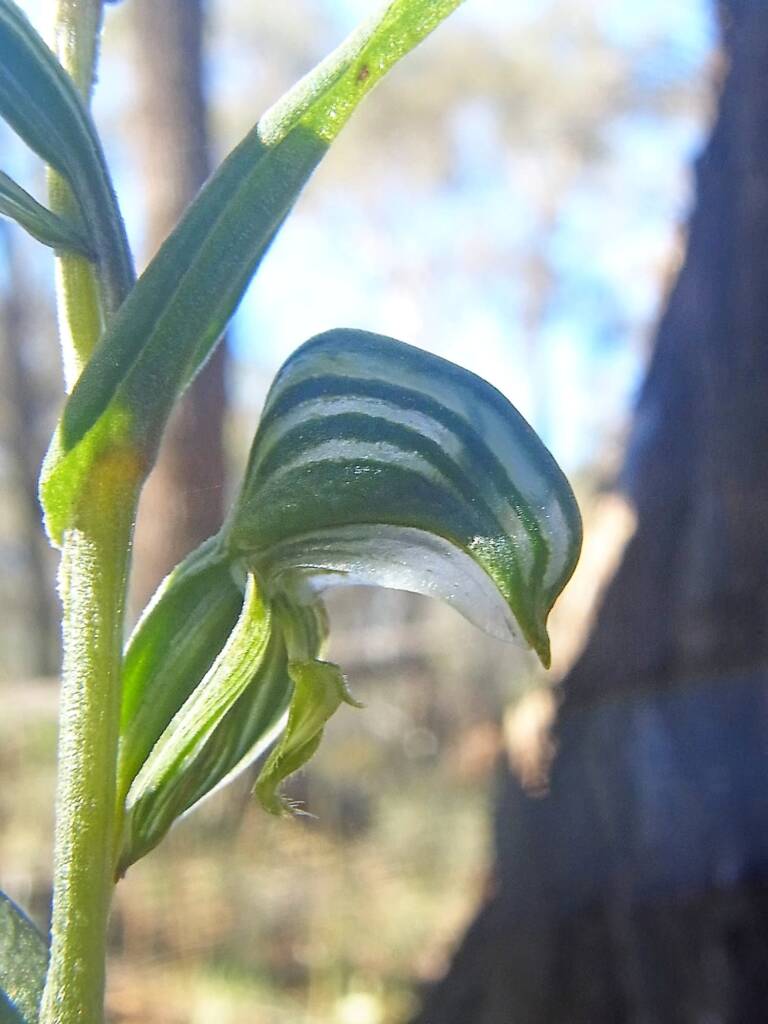 Pterostylis vittata (Banded Greenhood Orchid), Ongerup WA © Terry Dunham