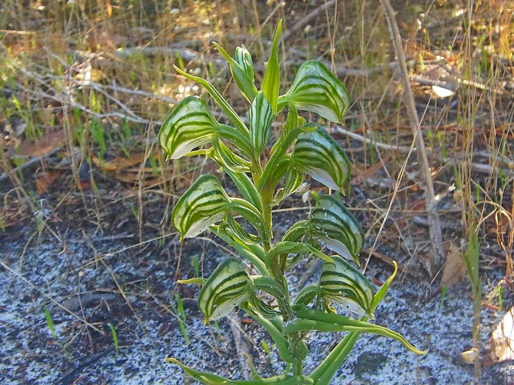 Pterostylis vittata (Banded Greenhood Orchid), Albany WA © Terry Dunham