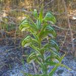 Pterostylis vittata (Banded Greenhood Orchid), Albany WA © Terry Dunham