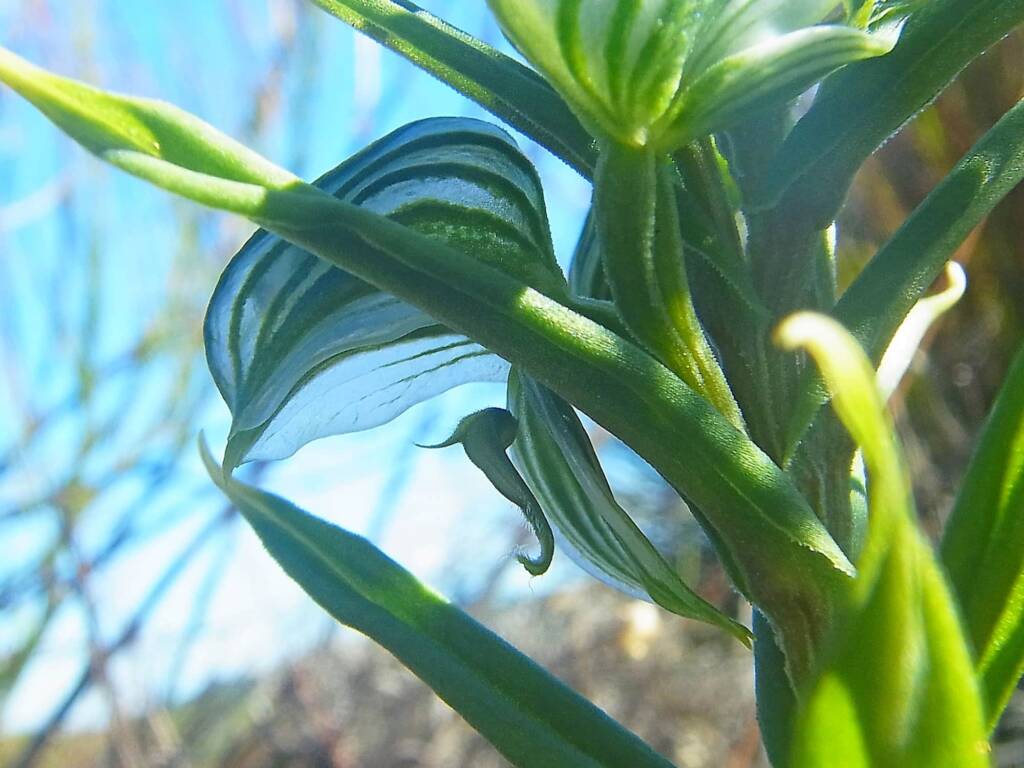 Pterostylis vittata (Banded Greenhood Orchid), Albany WA © Terry Dunham