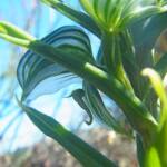 Pterostylis vittata (Banded Greenhood Orchid), Albany WA © Terry Dunham