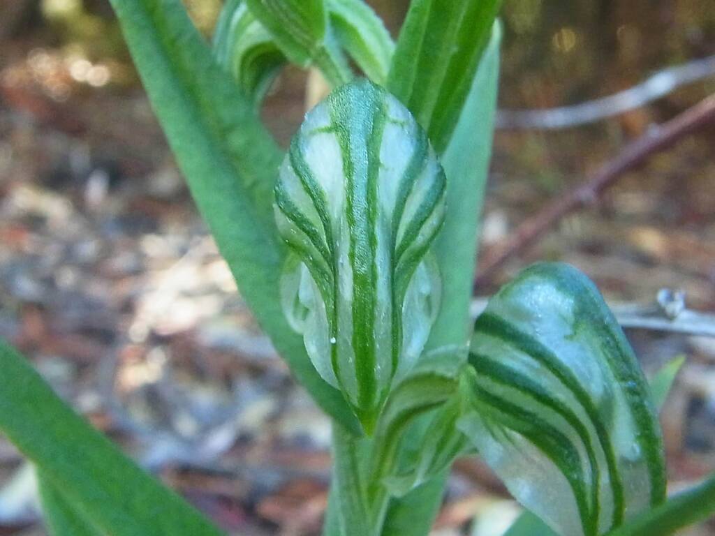 Pterostylis vittata (Banded Greenhood Orchid), Albany WA © Terry Dunham