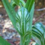 Pterostylis vittata (Banded Greenhood Orchid), Albany WA © Terry Dunham