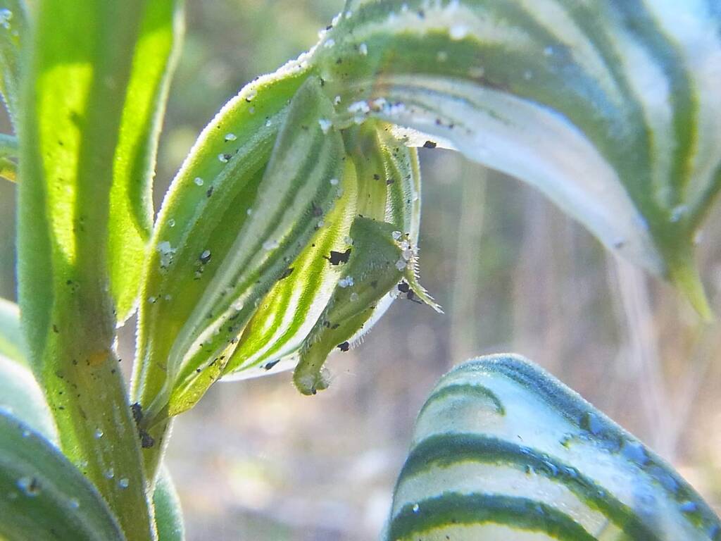 Pterostylis vittata (Banded Greenhood Orchid), Albany WA © Terry Dunham