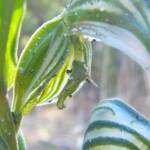 Pterostylis vittata (Banded Greenhood Orchid), Albany WA © Terry Dunham