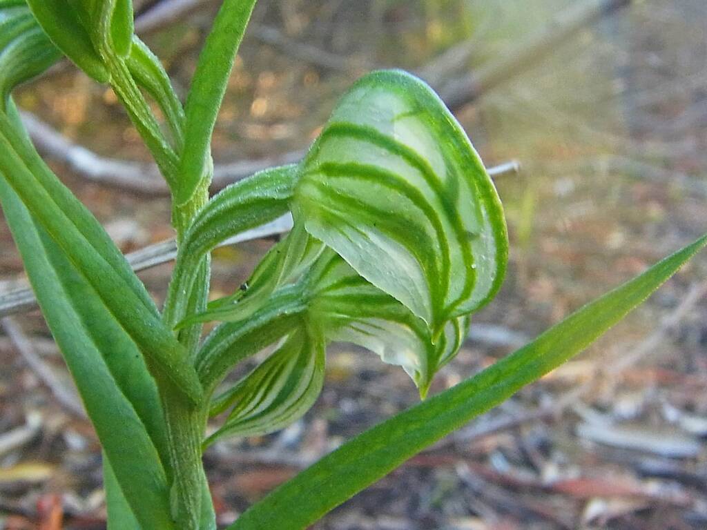 Pterostylis vittata (Banded Greenhood Orchid), Albany WA © Terry Dunham