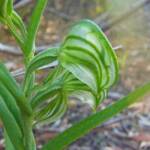 Pterostylis vittata (Banded Greenhood Orchid), Albany WA © Terry Dunham
