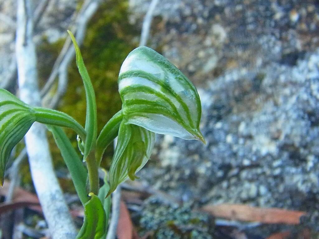 Pterostylis vittata (Banded Greenhood Orchid), Albany WA © Terry Dunham