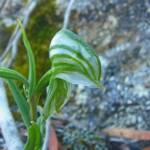 Pterostylis vittata (Banded Greenhood Orchid), Albany WA © Terry Dunham