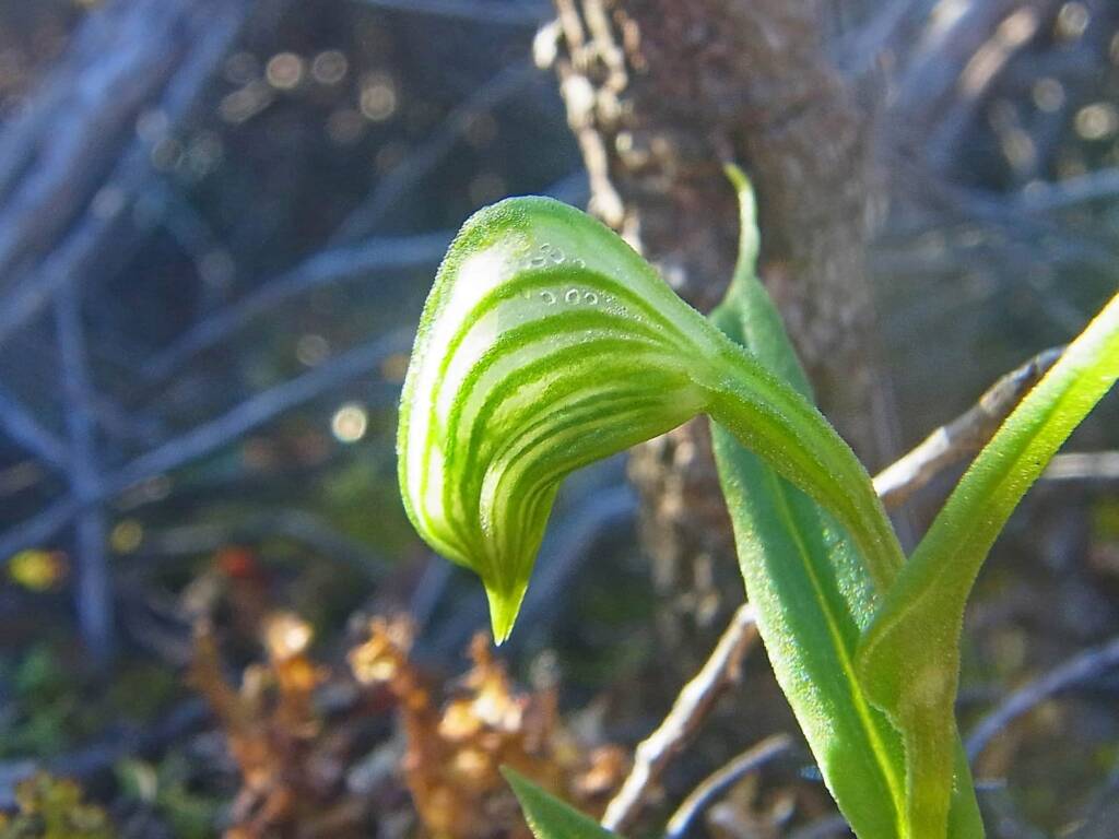 Pterostylis vittata (Banded Greenhood Orchid), Albany WA © Terry Dunham