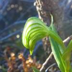 Pterostylis vittata (Banded Greenhood Orchid), Albany WA © Terry Dunham