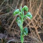 Pterostylis vittata (Banded Greenhood Orchid), Stirling Range National Park WA © Terry Dunham
