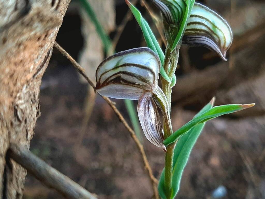 Pterostylis vittata (Banded Greenhood Orchid), Stirling Range National Park WA © Terry Dunham