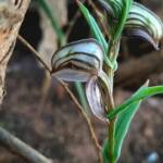 Pterostylis vittata (Banded Greenhood Orchid), Stirling Range National Park WA © Terry Dunham