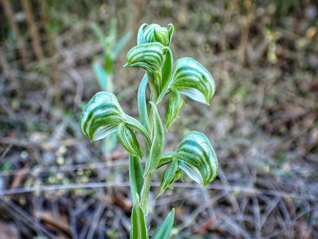 Pterostylis vittata (Banded Greenhood Orchid), Stirling Range National Park WA © Terry Dunham