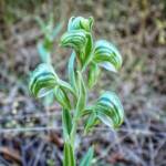 Pterostylis vittata (Banded Greenhood Orchid), Stirling Range National Park WA © Terry Dunham