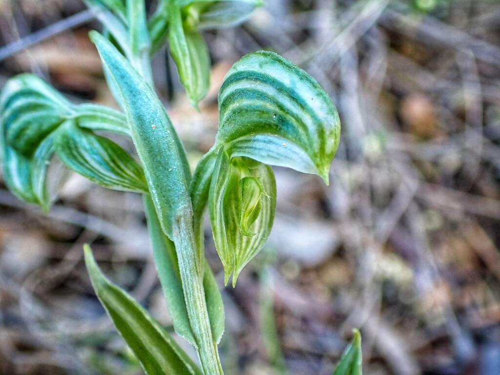 Pterostylis vittata (Banded Greenhood Orchid), Stirling Range National Park WA © Terry Dunham