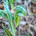 Pterostylis vittata (Banded Greenhood Orchid), Stirling Range National Park WA © Terry Dunham