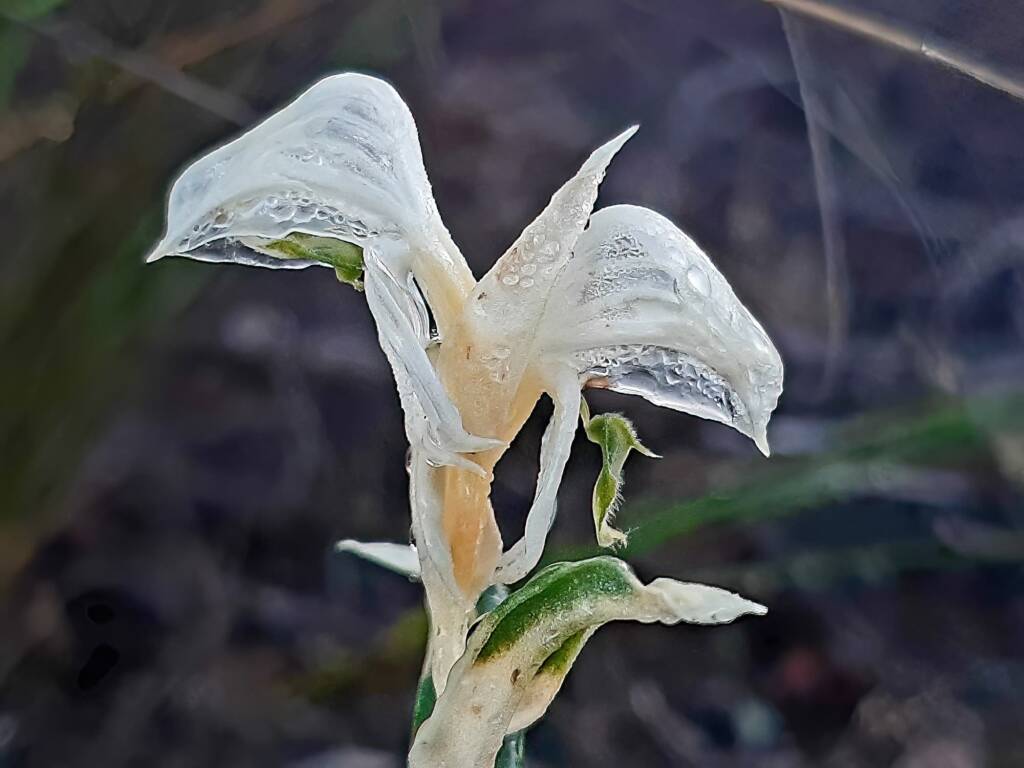 Pterostylis vittata (Banded Greenhood Orchid - Variegated albino), Great Southern Region WA © Terry Dunham