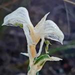 Pterostylis vittata (Banded Greenhood Orchid - Variegated albino), Great Southern Region WA © Terry Dunham