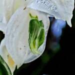 Pterostylis vittata (Banded Greenhood Orchid - Variegated albino), Great Southern Region WA © Terry Dunham