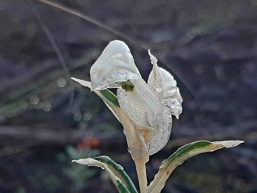 Pterostylis vittata (Banded Greenhood Orchid - Variegated albino), Great Southern Region WA © Terry Dunham