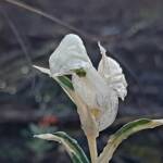 Pterostylis vittata (Banded Greenhood Orchid - Variegated albino), Great Southern Region WA © Terry Dunham
