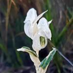 Pterostylis vittata (Banded Greenhood Orchid - Variegated albino), Great Southern Region WA © Terry Dunham