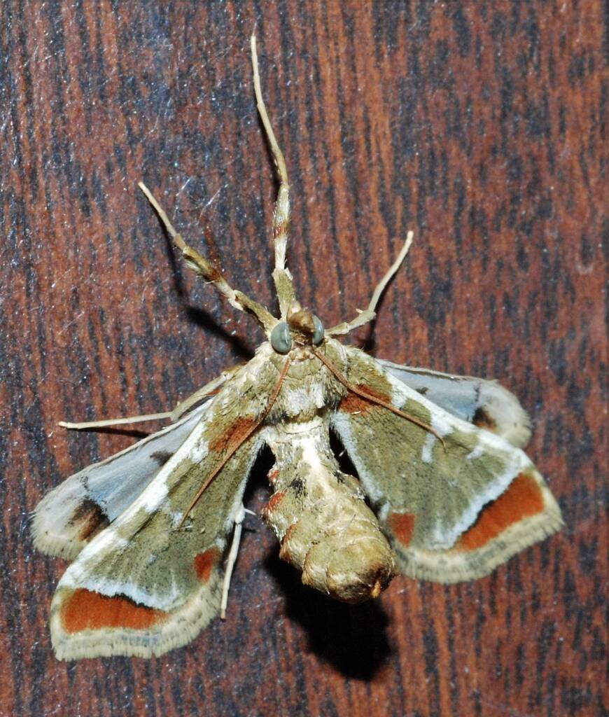 Sceliodes cordalis, Perth WA © Jean and Fred Hort