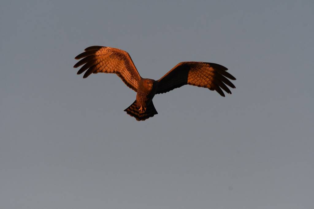 Spotted Harrier (Circus assimilis) at sunrise, Kunoth Bore NT © Dorothy Latimer