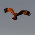 Spotted Harrier (Circus assimilis) at sunrise, Kunoth Bore NT © Dorothy Latimer