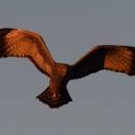 Spotted Harrier (Circus assimilis) at sunrise, Kunoth Bore NT © Dorothy Latimer