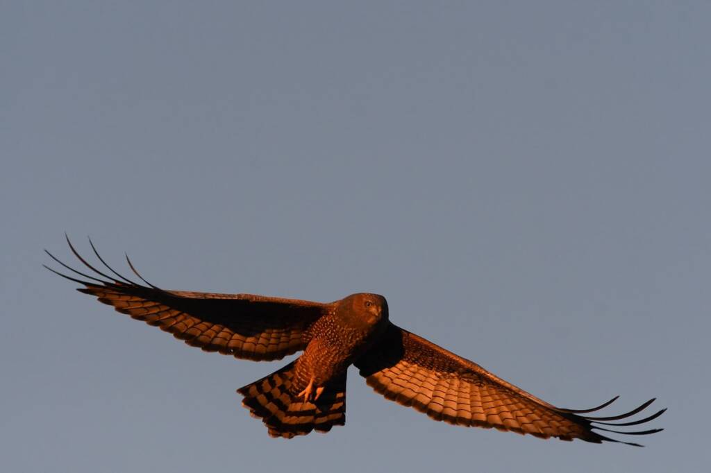 Spotted Harrier (Circus assimilis) at sunrise, Kunoth Bore NT © Dorothy Latimer