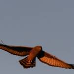 Spotted Harrier (Circus assimilis) at sunrise, Kunoth Bore NT © Dorothy Latimer