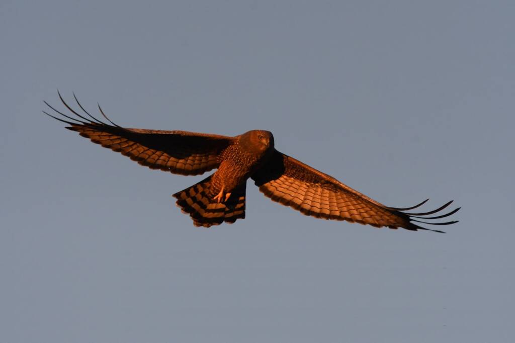 Spotted Harrier (Circus assimilis) at sunrise, Kunoth Bore NT © Dorothy Latimer