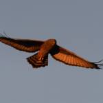 Spotted Harrier (Circus assimilis) at sunrise, Kunoth Bore NT © Dorothy Latimer