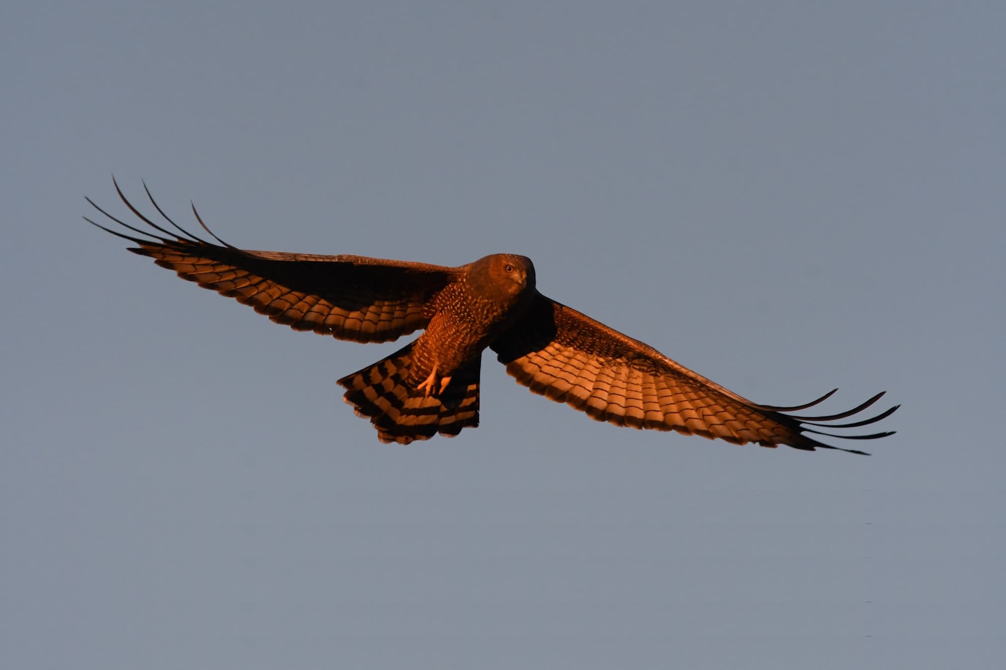 Spotted Harrier (Circus assimilis) at sunrise, Kunoth Bore NT © Dorothy Latimer
