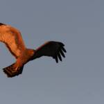 Spotted Harrier (Circus assimilis) at sunrise, Kunoth Bore NT © Dorothy Latimer
