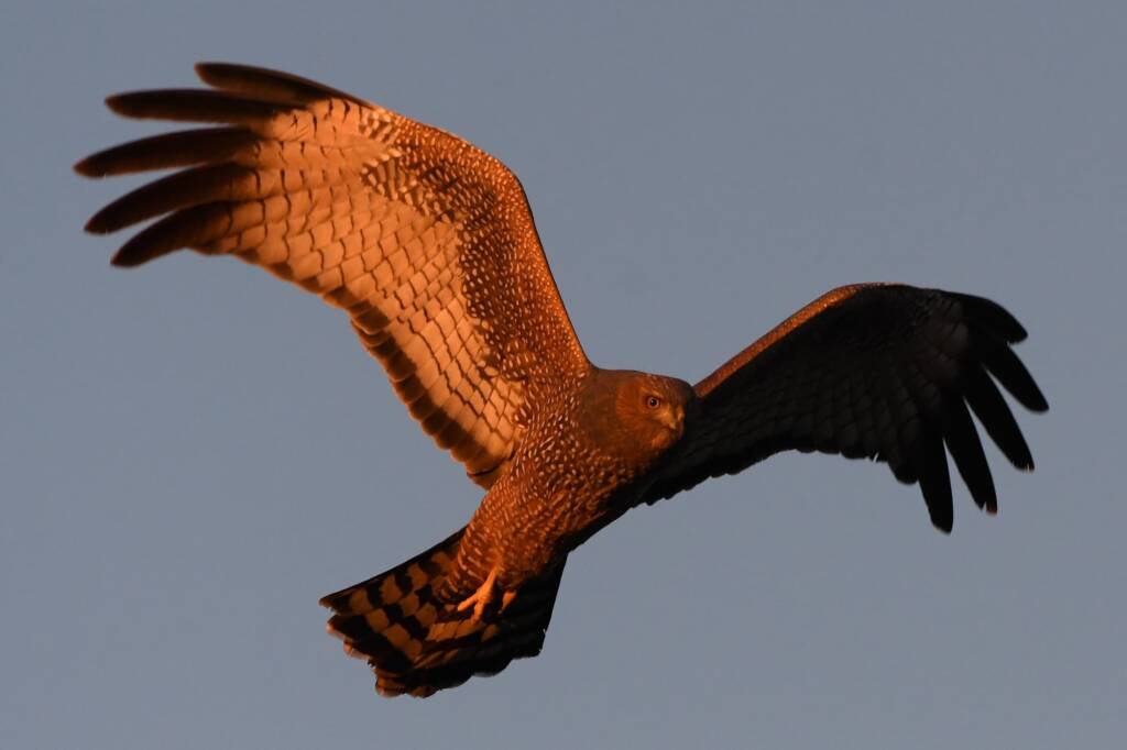 Spotted Harrier (Circus assimilis) at sunrise, Kunoth Bore NT © Dorothy Latimer