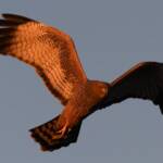 Spotted Harrier (Circus assimilis) at sunrise, Kunoth Bore NT © Dorothy Latimer