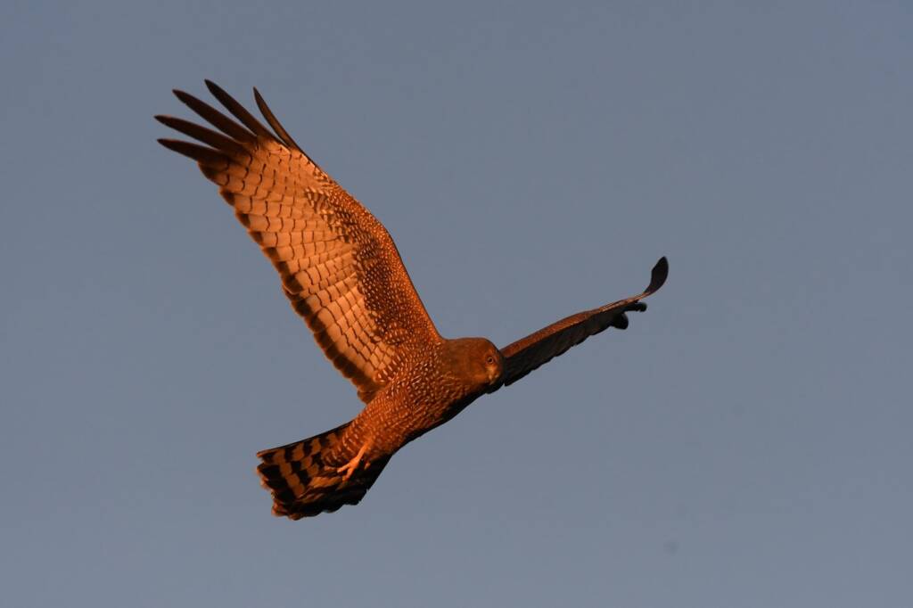 Spotted Harrier (Circus assimilis) at sunrise, Kunoth Bore NT © Dorothy Latimer