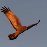 Spotted Harrier (Circus assimilis) at sunrise, Kunoth Bore NT © Dorothy Latimer