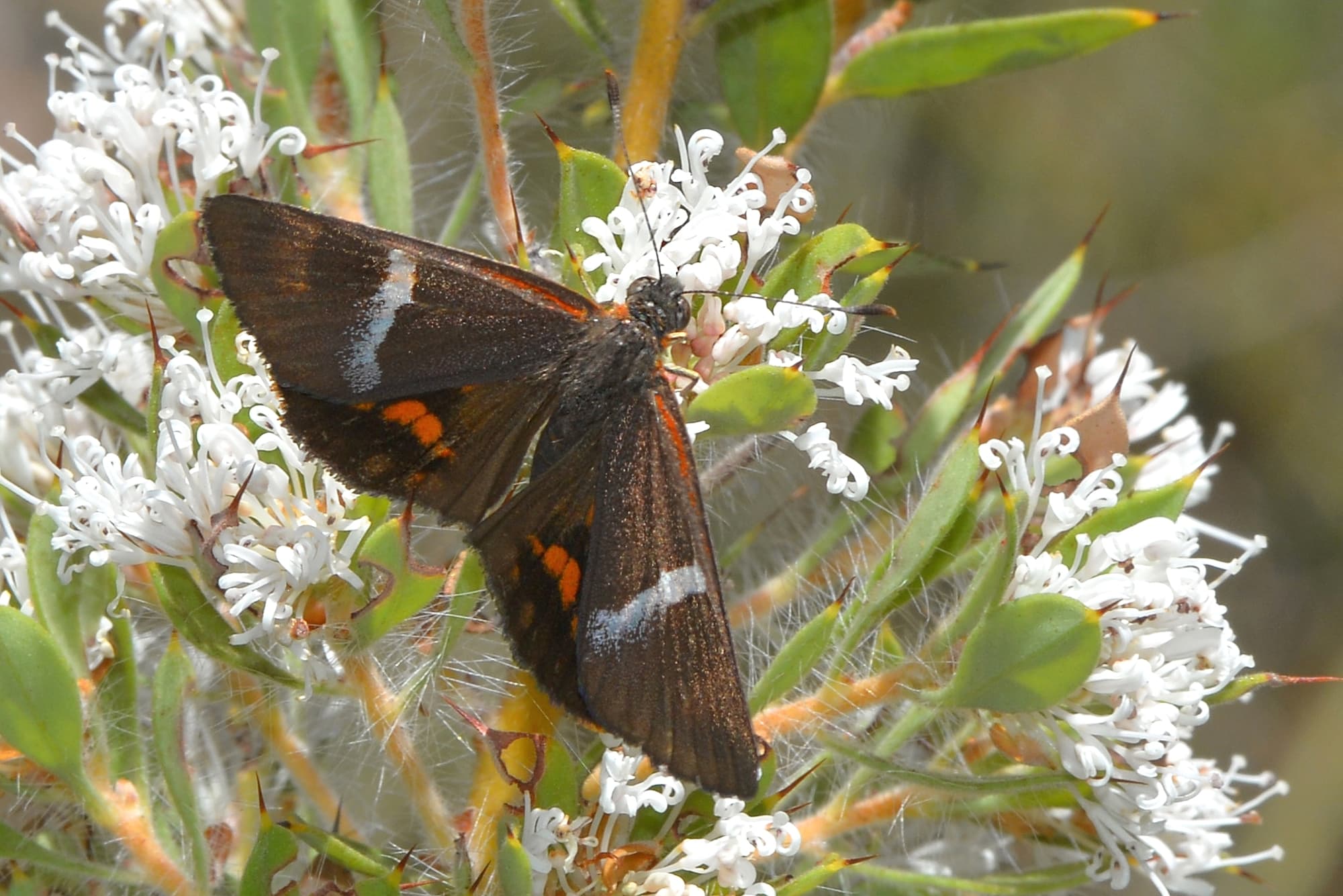 Synemon directa (Sun Moth), Mt Cooke WA © Jean and Fred Hort