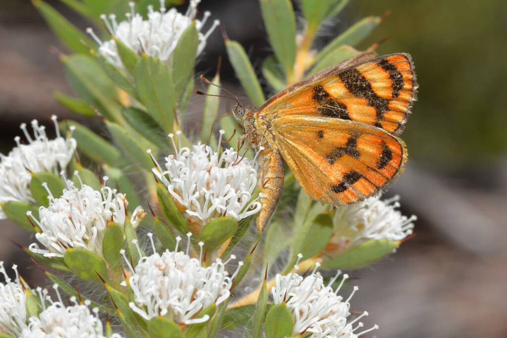 Synemon directa (Sun Moth) feeding on Hakea ruscifolia, Mt Cooke WA © Jean and Fred Hort